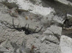 В квартиру на юге Волгограда заполз смертельно опасный паук каракурт