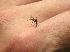 Волжан предупреждают об опасности лихорадки Западного Нила