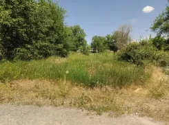 Волжанка пожаловалась на нескошенную траву возле жилых домов