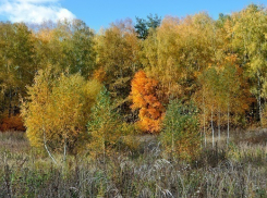 В Волгоградском регионе активно работают над лесоустройством