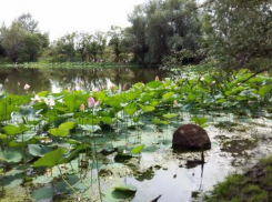 Астраханская экзотика буйно зацвела и на волжской земле