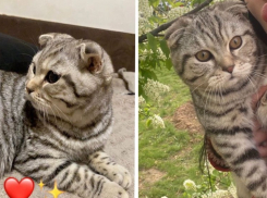 Породистого кота отдают в добрые руки бесплатно в Волжском