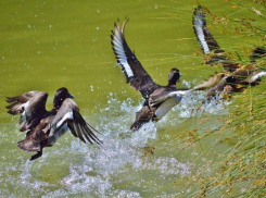 Охота на пернатых начнется раньше обычного
