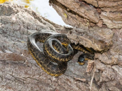 Полоз Палласа занесен в Красную книгу региона