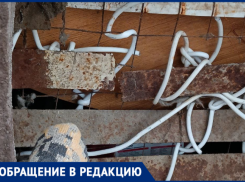 В Волжском коты умирают в запертом подвале 