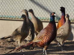 В Волго-Ахтубинской пойме 20 северокавказских фазанов выпущены в естественную среду обитания