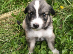 Мохнатые ангелочки ищут приют