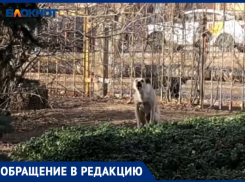 «А если ребенка разорвут?»: стая собак живет на территории детского сада в Волжском