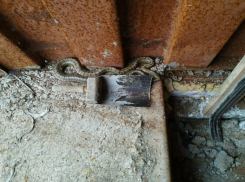 Большинство опрошенных волжан не смогут различить ядовитых и неядовитых змей