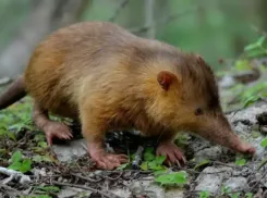 Под Волжским подсчитали краснокнижных выхухолей