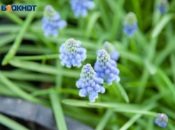 Гадючий лук в Волжском можно обнаружить в палисаднике