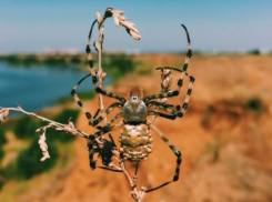 Диковинного паука запечатлел на видео турист посетивший Волжский