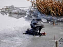 Обезглавленный труп без рук нашли в Волгограде