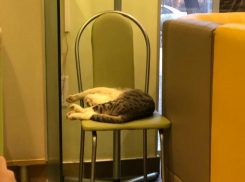 Милый Сберкот поразил сердца волжанок