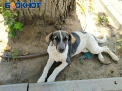 Домашний щенок поселился на остановке в Волжском