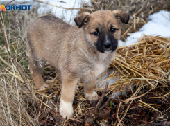 Волжане считают, что отчетность не улучшит ситуацию с собаками 