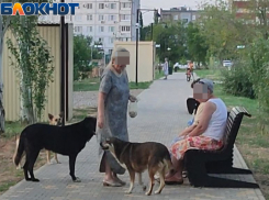 «Три барышни кормят динозавров»: видео, где бездомных собак подкармливают волжане