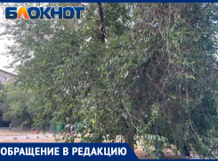 Не спиленные деревья угрожают безопасности волжанам? Местная жительница пожаловалась на УК