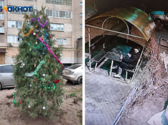Волжский победил Гринча! После видео с кражей елки жители украсили тую и написали заявление в полицию