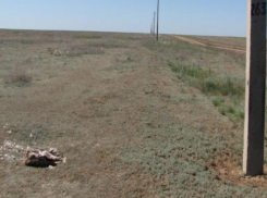 Птицы гибнут на опорах ЛЭП