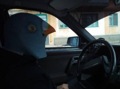 Дикий голубь с телом человека пытался подзаработать «семок» в Волжском