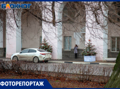 В Волжском в моду вошли эко-ели: каким деревьям отдают предпочтение местные