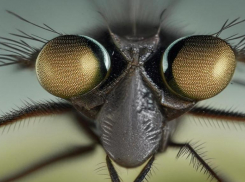 Волжане не смогли уберечь себя от напасти вредных насекомых