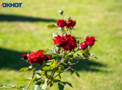 Лунный посевной календарь на июнь 2024: планируем работы в саду и огороде