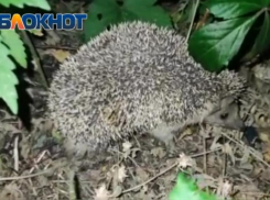 Не поделили котлету и подрались: разборки двух ежей в Волжском сняли на видео