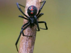 Самого опасного паука в регионе можно встретить в окрестностях Волжского 