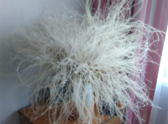 Мохнатым букетом удивил волжанин свою возлюбленную