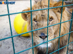 В Волжском родился маленький львенок