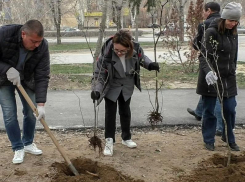 В честь 70-летия Волжского жители высадили 70 кустов сирени