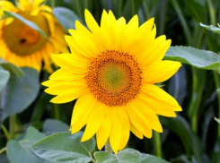 В Волжском растет уникальное средство от малярии