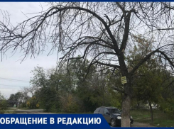 «Сухостой у входа в магазин может обернуться бедой», - волжанин об опасном соседстве