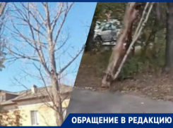 «Пообещали и обманули», – волжанин ждет обещанной обрезки деревьев во дворе
