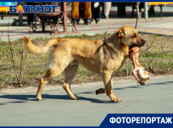 Травка зеленеет, солнышко блестит: утренняя жизнь Волжского в объективе фотографа