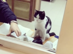 Пушистый дежурный ГИБДД Василий появился в Волжском