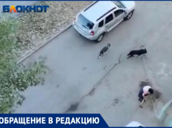 Из-за диких собак дети боятся ходить в школу: волжане просят принять меры
