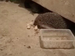 Ежик пришел на ужин в дом волжанина