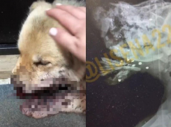 «Снес» морду собаке из ружья в Волгоградской области: дачник объяснил свой жестокий поступок
