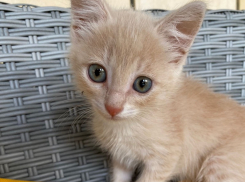 Рыжая малышка с голубыми глазами готова отправиться в семью: ищем дом в Волжском