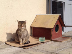 Сторожевой кот охраняет поликлинику в Волжском