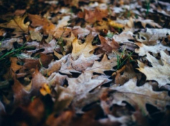 В Волжском заморозки наступят уже с середины недели