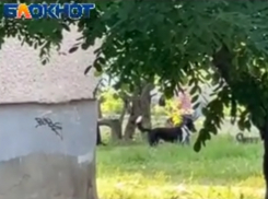 Без намордников и поводков: волжане халатно относятся к выгулу домашних питомцев