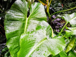 На календаре зима, а в волжской оранжерее тропики