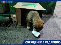 Замерзает и плачет от страха: в Волжском подкинули к магазину маленьких щенков