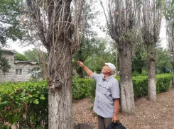 Очередную вырубку деревьев запланировали в Волжском