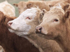 Среднеахтубинец «уклонился» от налогов на тридцать миллионов