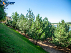 В Волжском яйцевидные плоды свисают с сосны: чего вы не знали о городской хвое